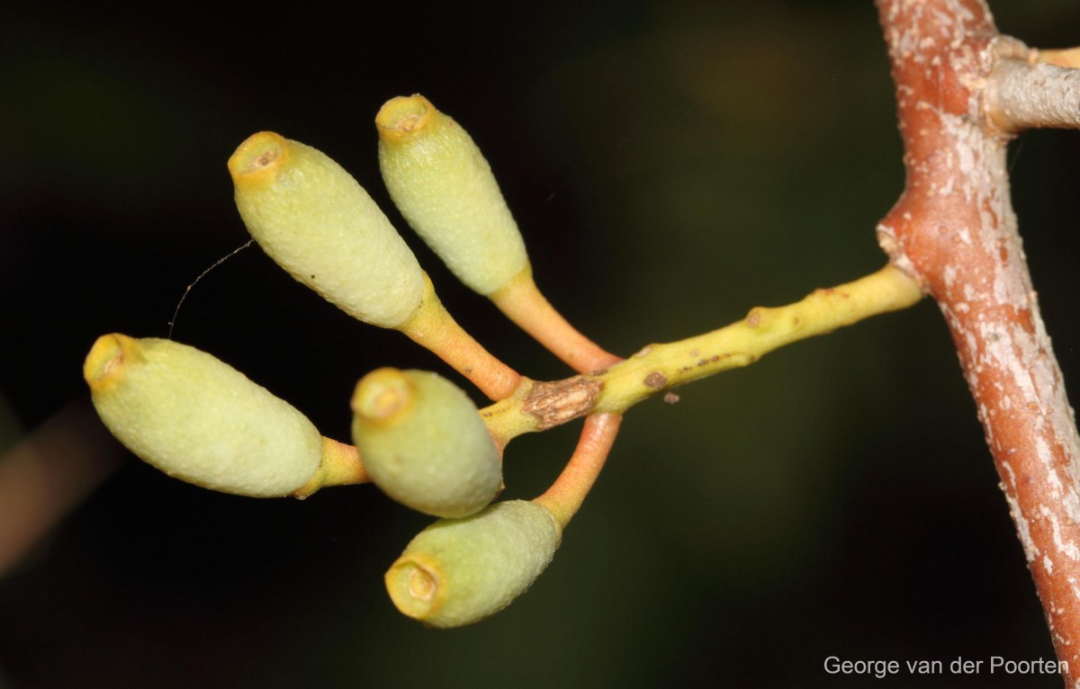 Dendrophthoe ligulatus (Thwaites) Tiegh.